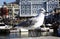 A seagull relaxes in Cape Town Harbour