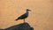 Seagull relaxing on rock sea coast at sunset