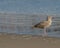 A Seagull relaxing on the San Buenaventura State beach, Ventura, Ventura County, California