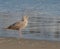 A Seagull relaxing on the San Buenaventura State beach, Ventura, Ventura County, California