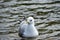 Seagull relaxing in summer pond