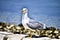 Seagull relaxing under the sun