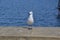 Seagull relaxing on the wall