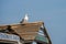 Seagull on a replica fishermans hut in Whitby, North Yorkshire on July 19, 2022