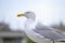 Seagull - a resident of urban roofs 6