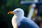 Seagull resting close up view