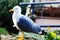 Seagull resting close up view