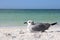 Seagull Resting on Florida Beach by Ocean