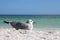 Seagull Resting on Florida Beach by Ocean with Copy-space