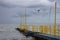 Seagull resting on the jetty