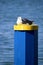 Seagull resting on a mooring post in Vilamoura marina