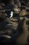 Seagull resting in a seal colony. Cape Cross, Skeleton Coast, Namibia.