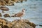 Seagull Resting on Stone