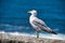 Seagull Resting On Wall Watching The Sea