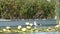 Seagull resting by yellow water lilies or lotus flowers