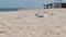 Seagull rests on a hot beach with his mouth open