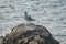 Seagull rests on a rock in the sea