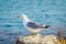 Seagull rests on a rock in the sea