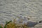 Seagull rests on a rock in the sea