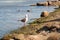 Seagull rests in the shallow water in ushuaia in patagonia