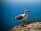 Seagull on a rock