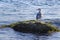 Seagull on a rock