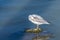 Seagull on a Rock