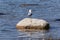 SeaGull on a rock