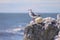 Seagull on a rock with message laying om a beach at Bruce Bay