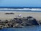 Seagull on rock on Northwest Oregon Coast beach