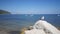 Seagull on a rock at Praia de Portinho