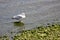 Seagull, on a rock, at sea