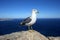 Seagull on a rock by the sea