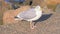 Seagull on rock turning its head towards camera