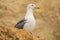 Seagull on a rock watching