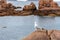 Seagull on rocks in Pink Granit Coast