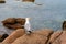 Seagull on rocks in Pink Granit Coast