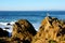 Seagull on Rocks with Pounding Surf