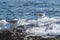 Seagull on the rocks of a rough coastline