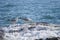 Seagull on the rocks of a rough coastline