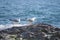 Seagull on the rocks of a rough coastline