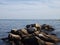 Seagull rocks on top rocks jettying into the ocean