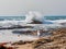 Seagull on Rocks Watching Heavy Ocean waves, Sydney, Australia