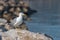 Seagull on the rocky coast