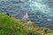 Seagull on a rocky Irish coast on Old Head of Kinsale