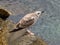 Seagull on rocky shore.