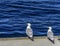 Seagull Romance
