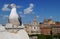 Seagull in Rome.