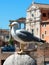 Seagull in Rome