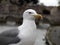 Seagull in rome close up portrait